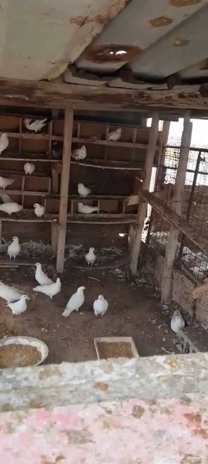 بيع حمام فرنسي 0