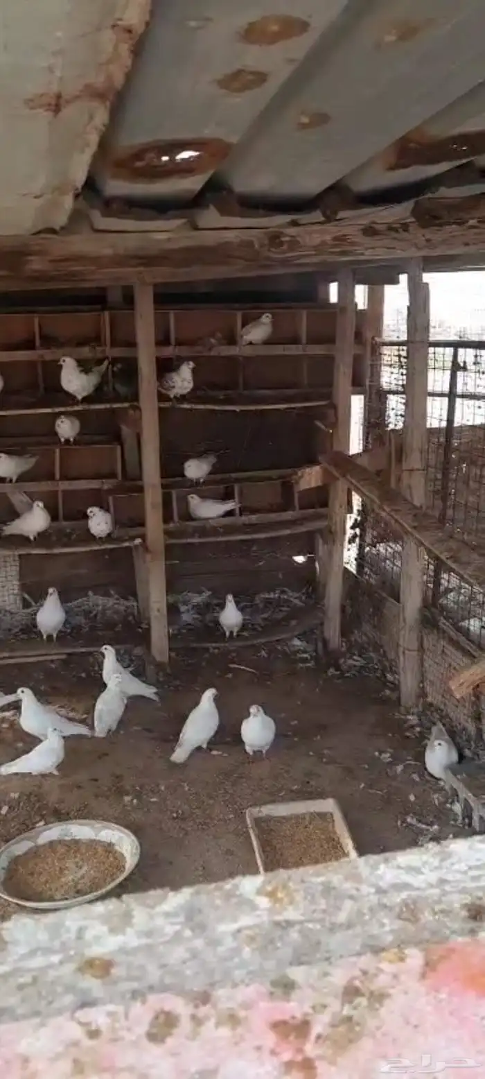 بيع حمام فرنسي 2