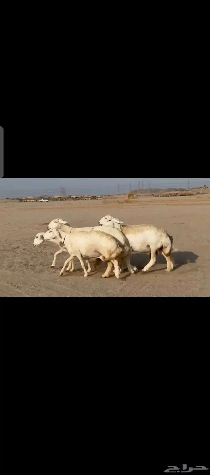 غنم حريات حرش دفيع مفاصيل 0