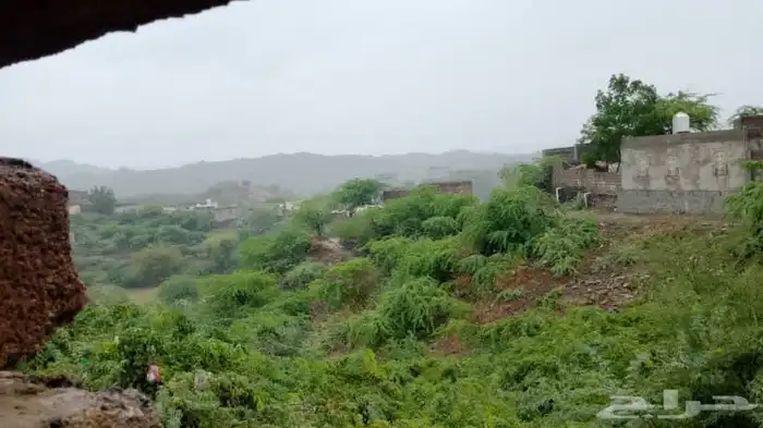 نحل بلدي 0