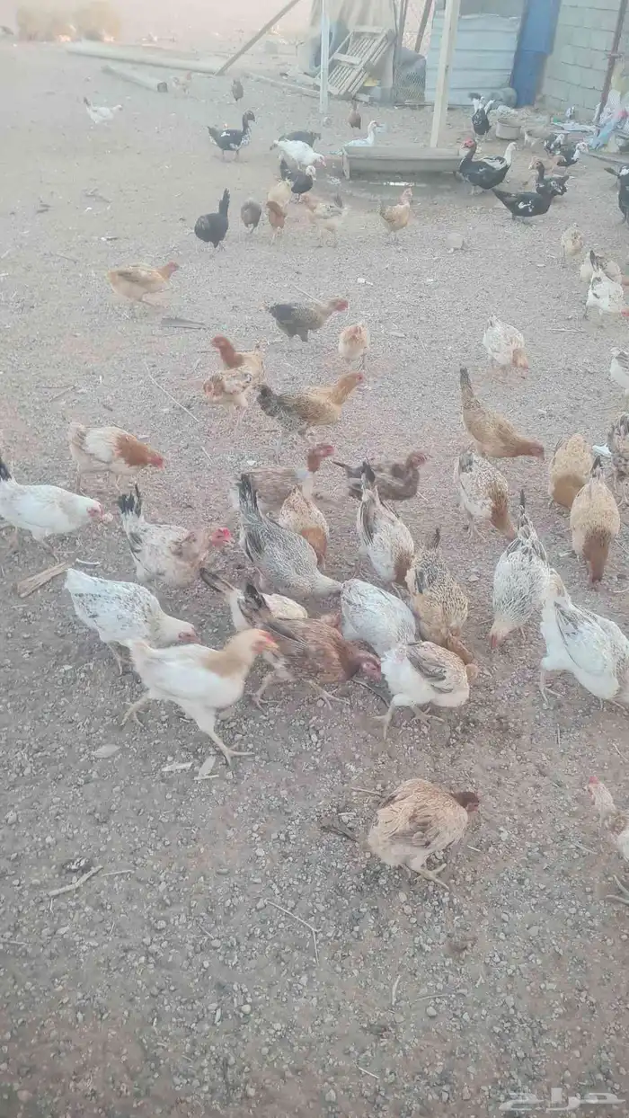 دجاج بلدي 4