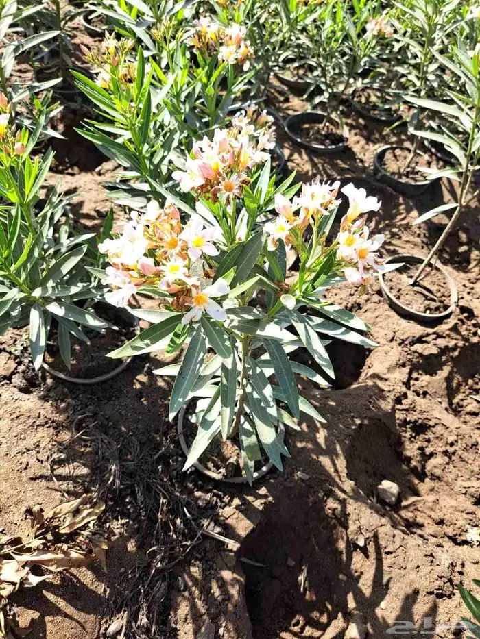 تنسيق حدائق 12