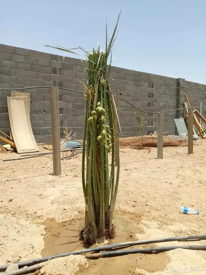 توريد نخل مثمر حائل شملي بقعا 7