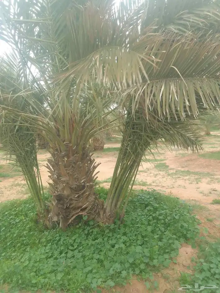 نخيل برحي وخلاص وخضري كما يوجد لدينا واشنطني 5