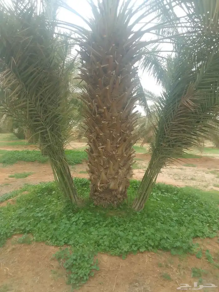 نخيل برحي وخلاص وخضري كما يوجد لدينا واشنطني 7