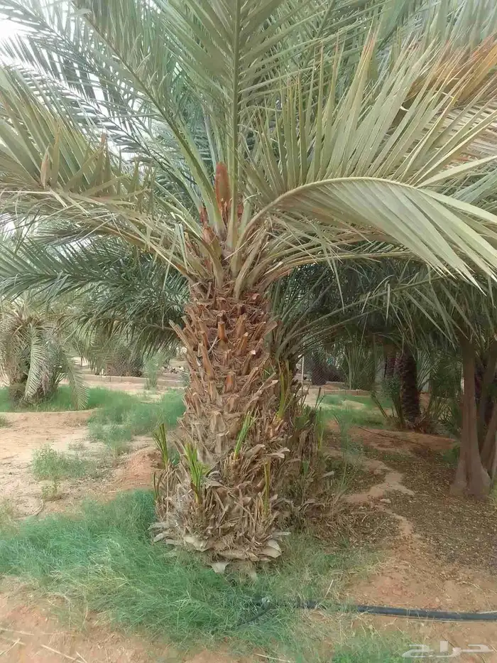 نخيل برحي وخلاص وخضري كما يوجد لدينا واشنطني 2