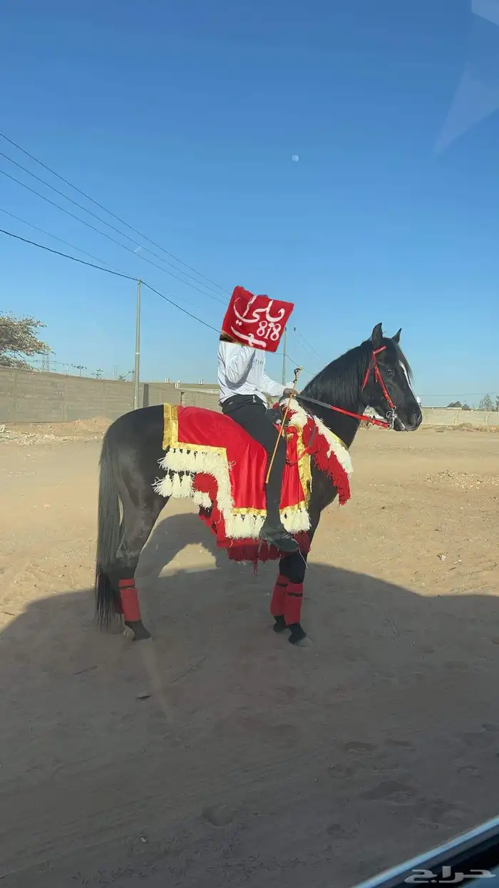 حصان ادهم للبيع 2
