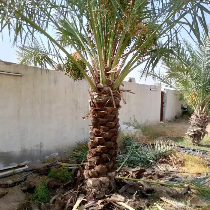 متوفر لدينا نخل للبيع مكه جده الطايف نخل بجميع المقاسات 2