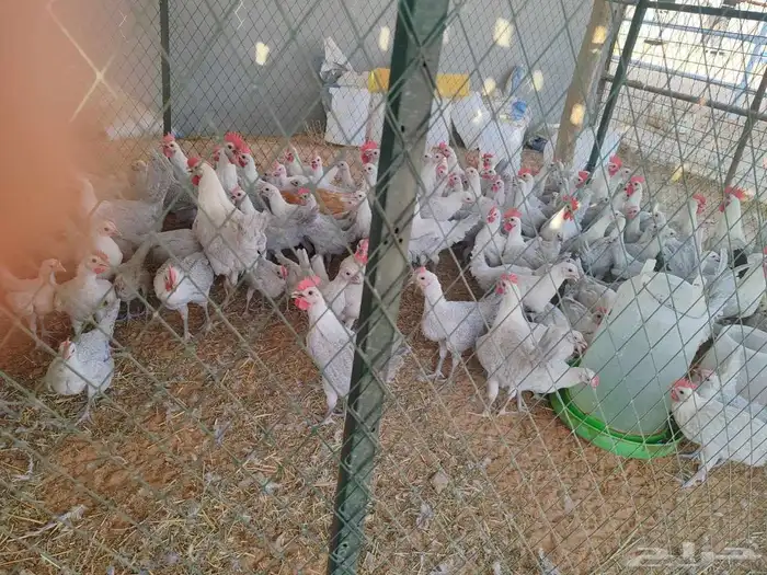 دجاج فيومي 0