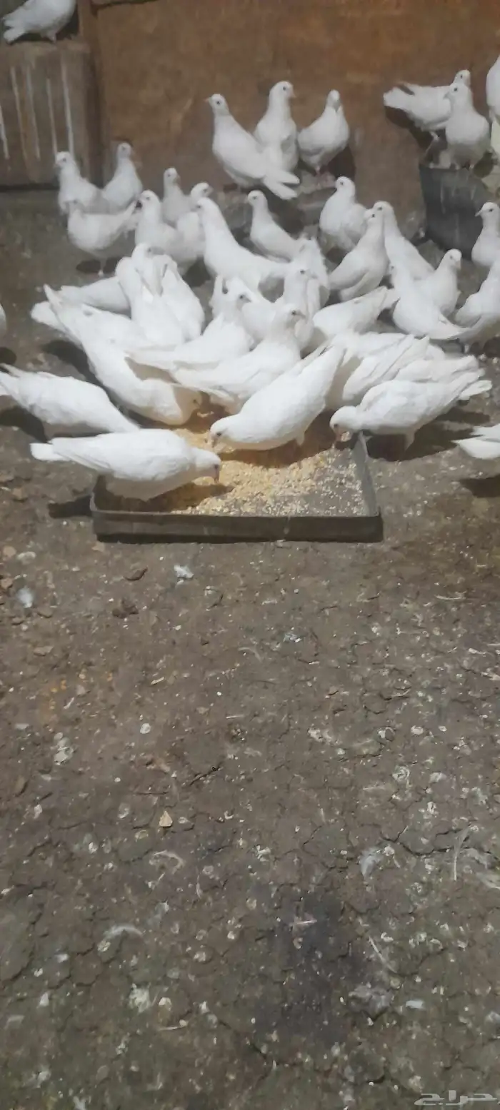 حمام فرنسي لاحم 1