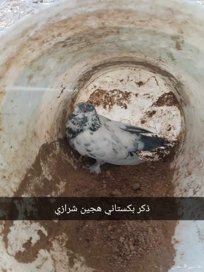 زواج حمام للبيع 0