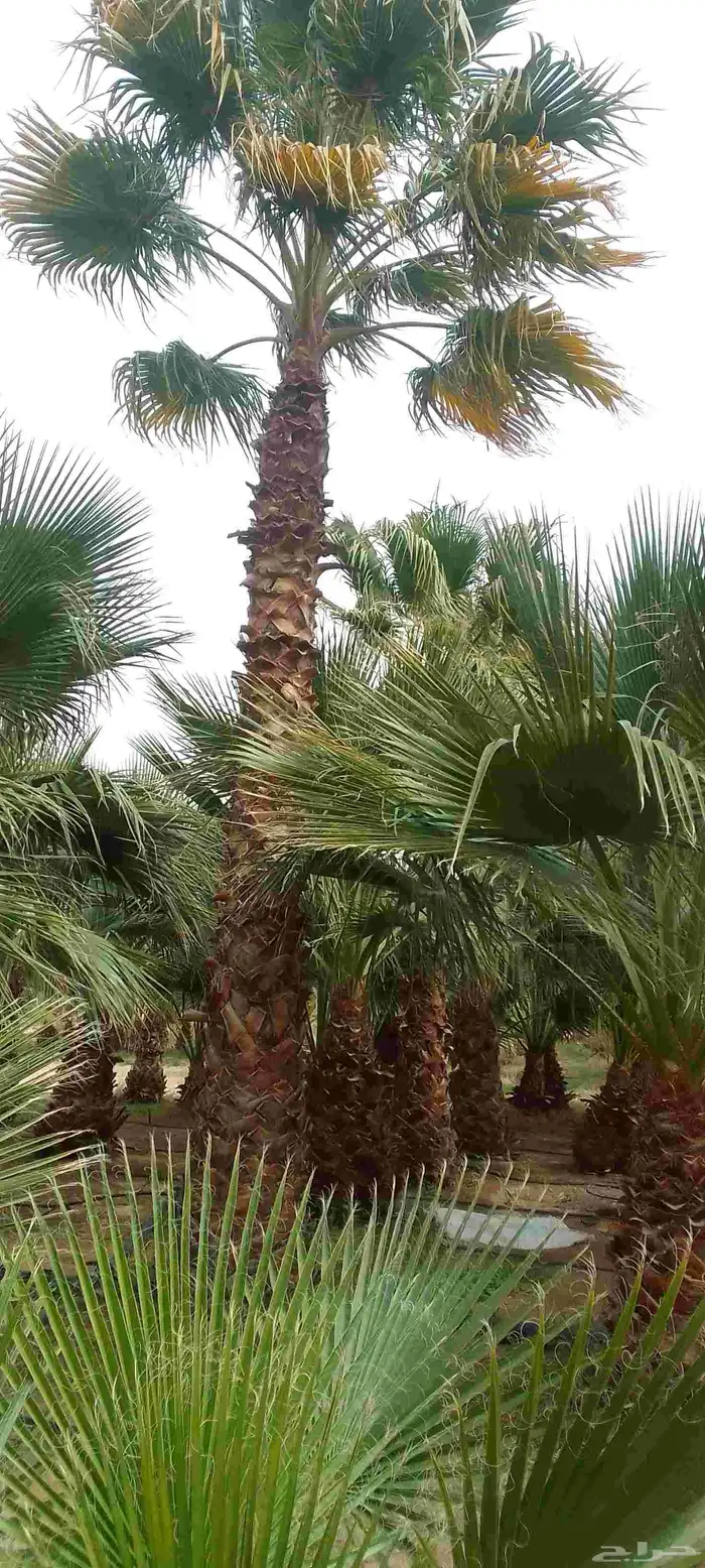 نخيل برحي وخلاص وخضري كما يوجد لدينا واشنطني 4