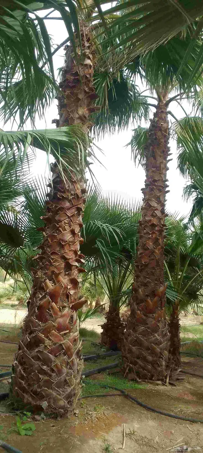 نخيل برحي وخلاص وخضري كما يوجد لدينا واشنطني 3