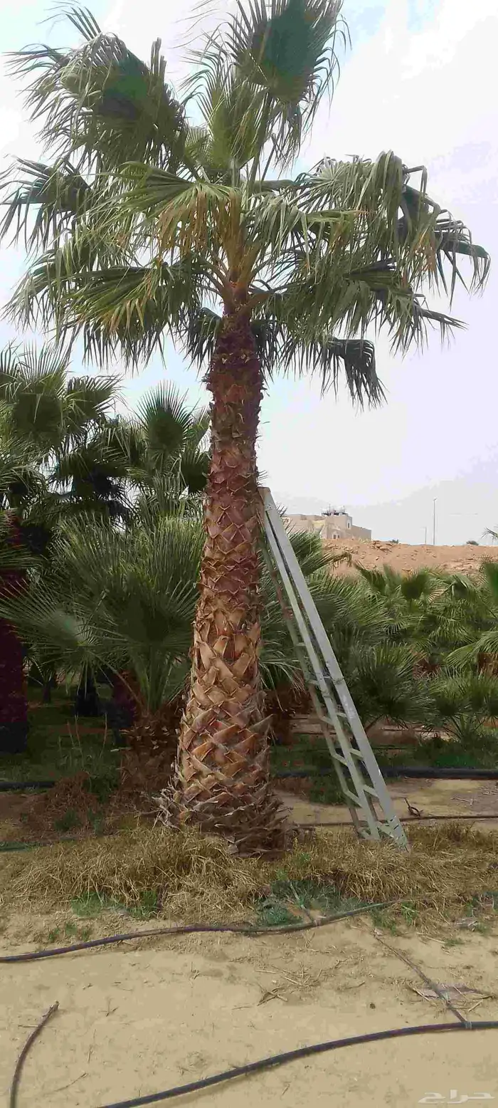 نخيل برحي وخلاص وخضري كما يوجد لدينا واشنطني 8