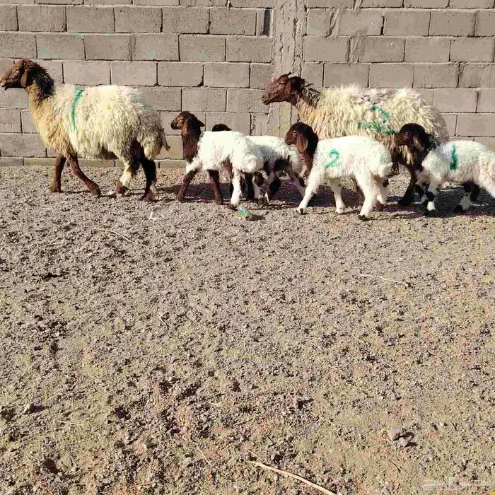 شياه العدد 2 حدرهن توام رخله 3 وخاروف 1عمر عيالهن شهر ونص 2