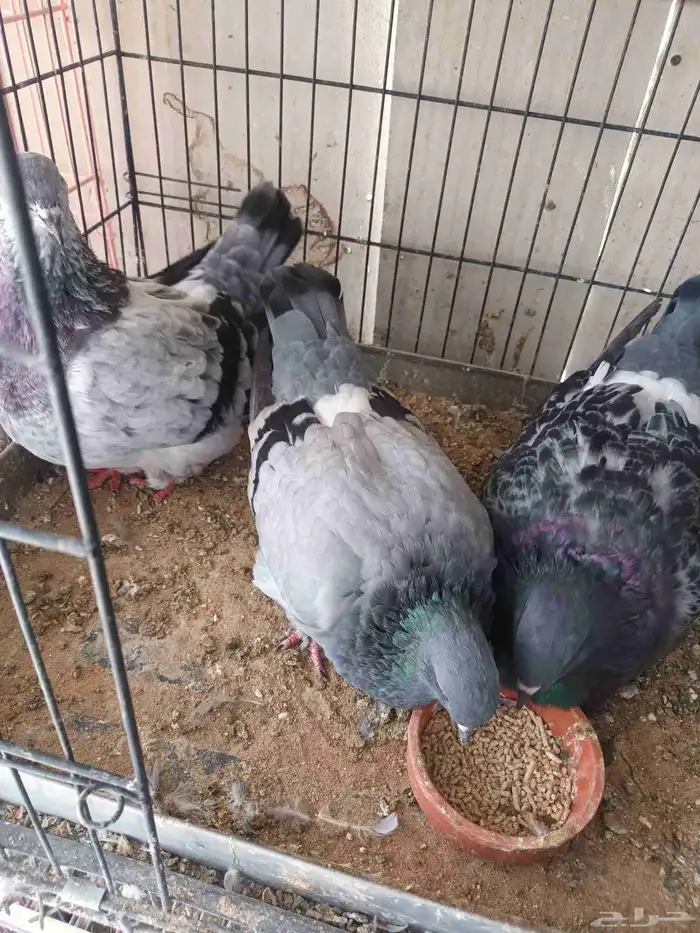 حمام فرش انثتين وحل خوار 4