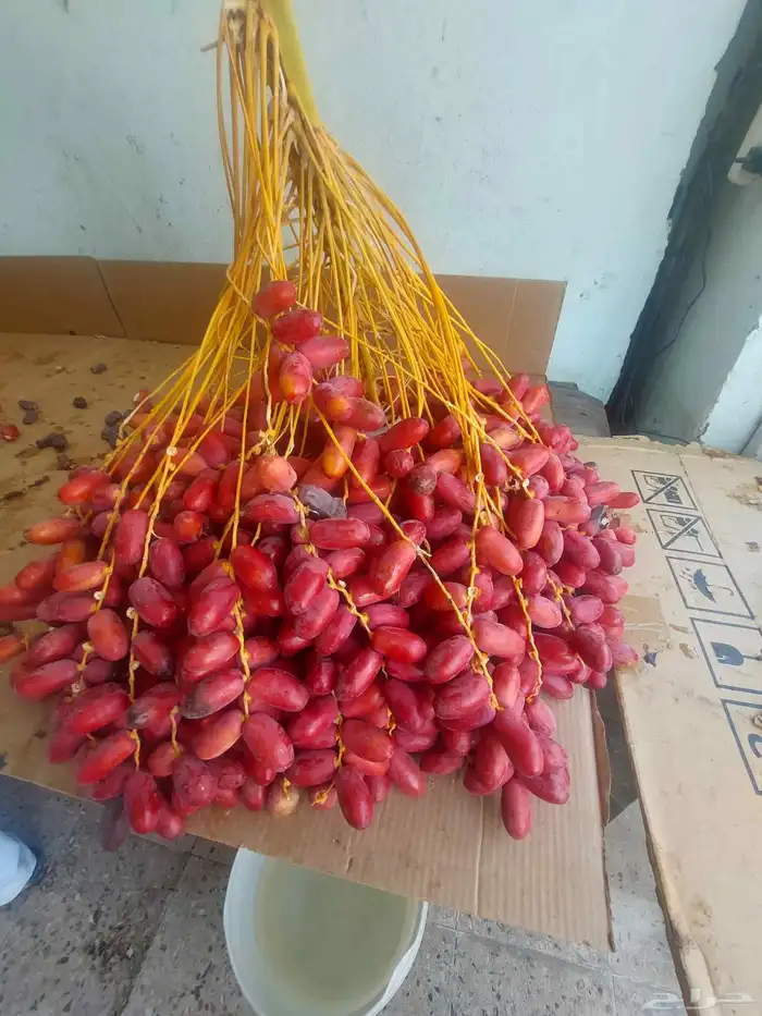 قنو تمر حلوة الجوف 2