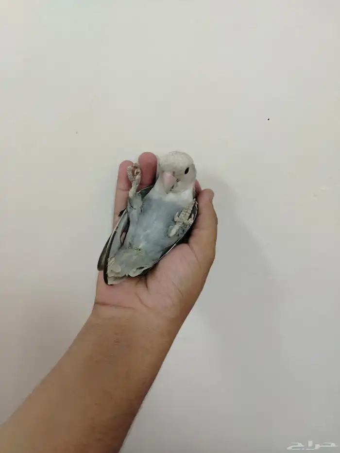 طير روز اليف للبيع 2