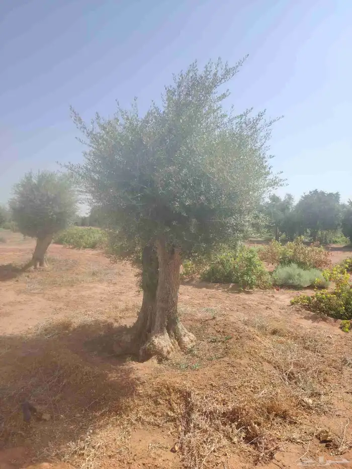 زيتون معمر للبيع لتواصل 0