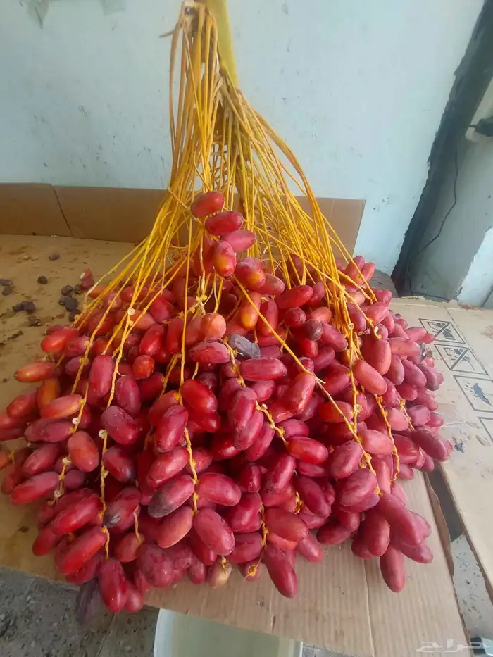 قنو تمر حلوة الجوف 1
