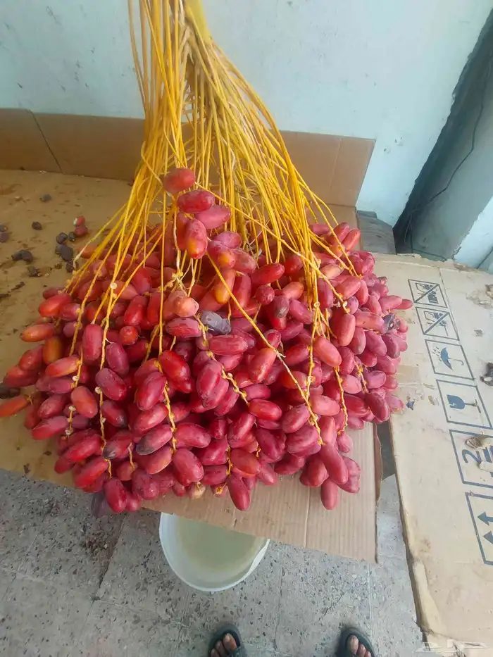 قنو تمر حلوة الجوف 0