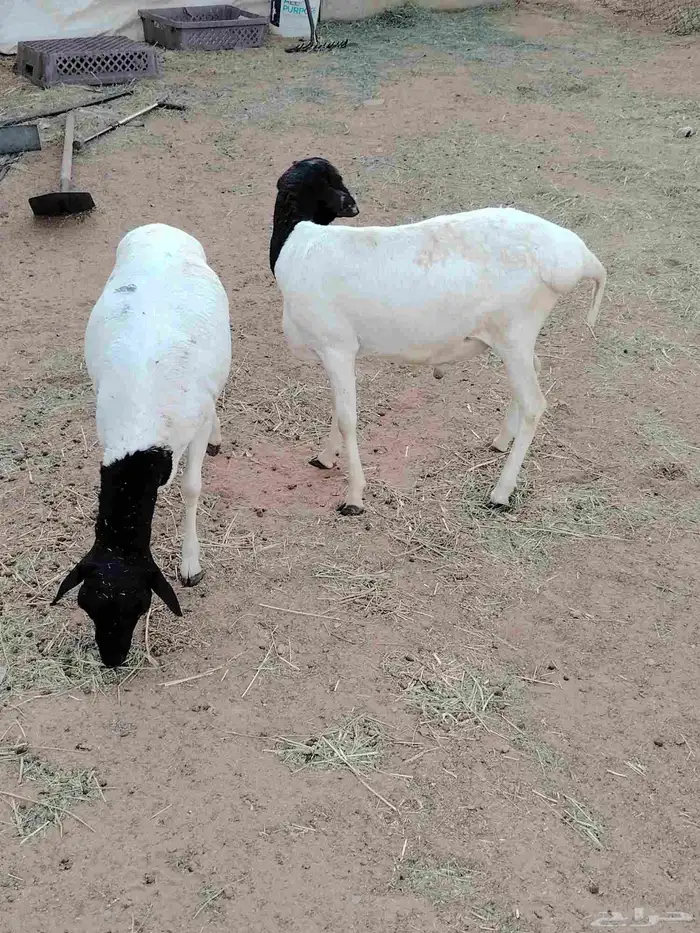 خرفان برابر 6