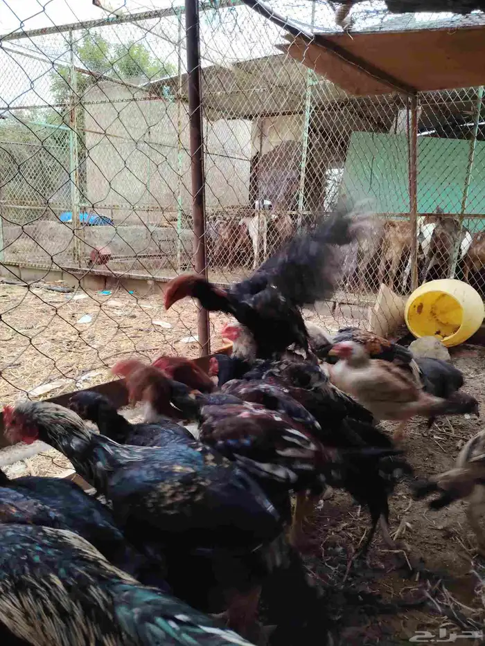 دجاج باكستاني 1