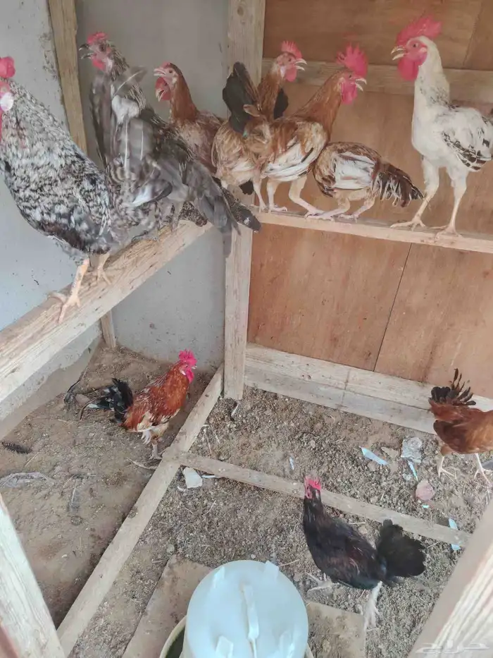دجاج بلدي المظيلف 0