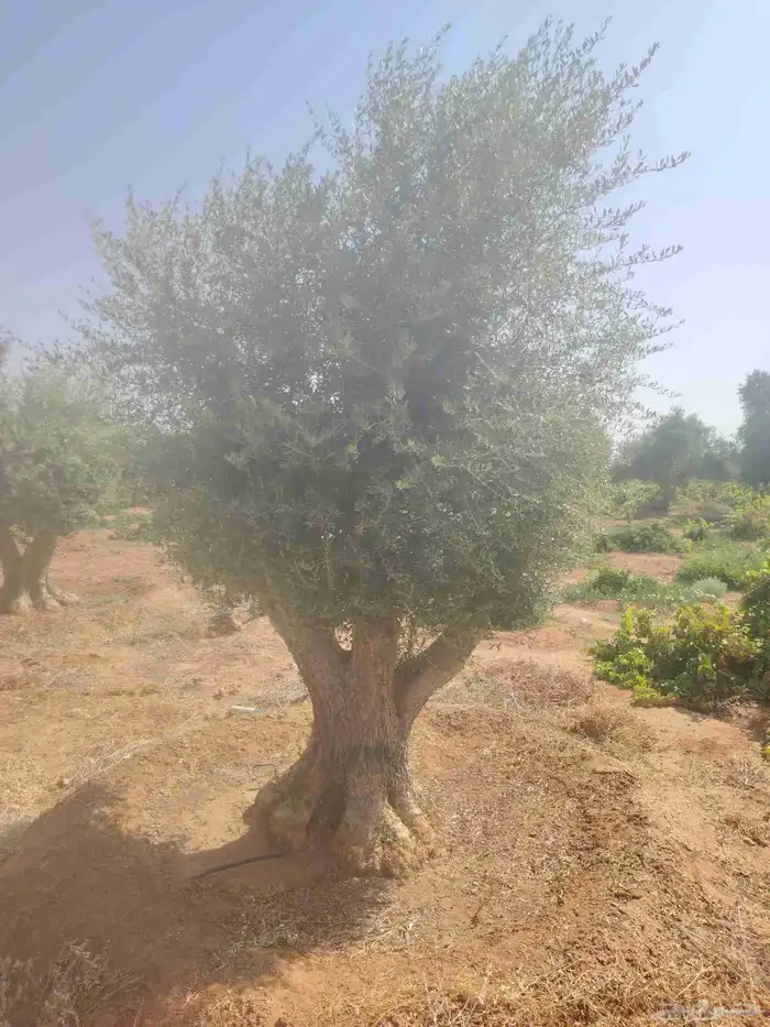 زيتون معمر للبيع لتواصل 1