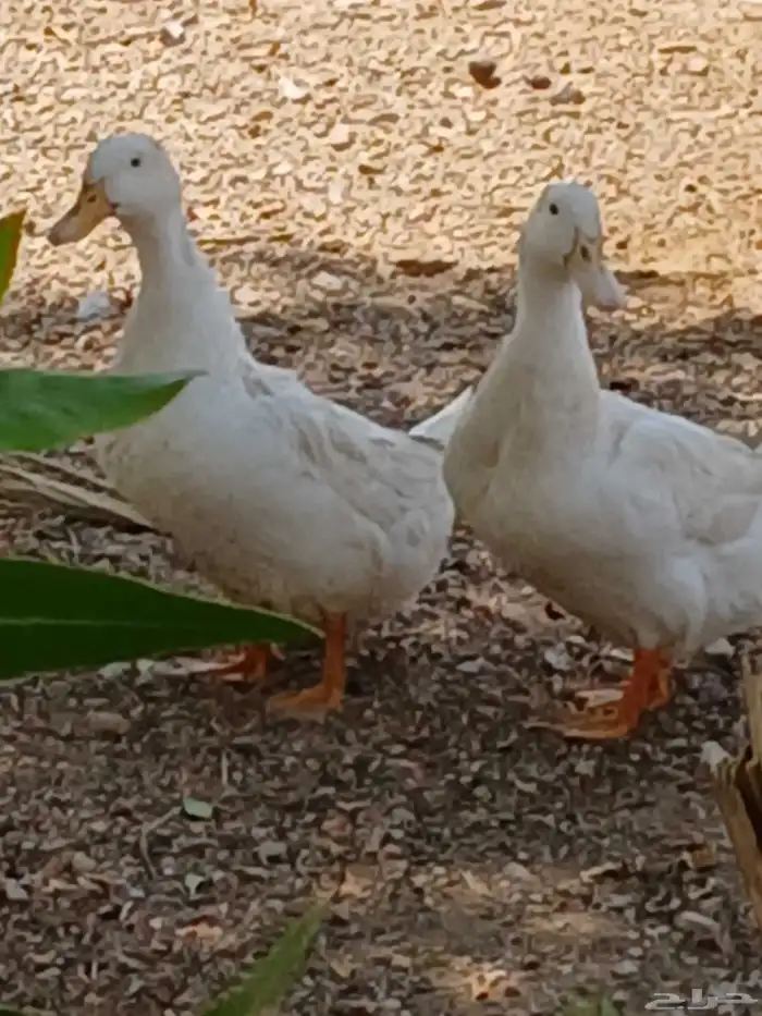 بط بكيني نادر يرجن علي البيض 3