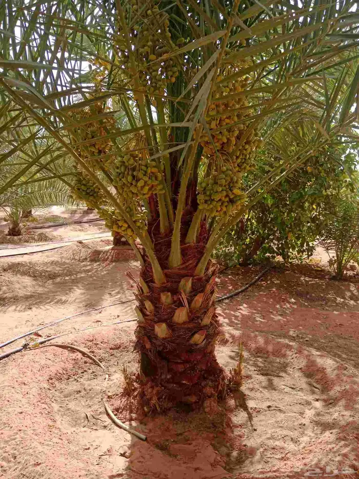 نخل خلاص برحي سكري 6