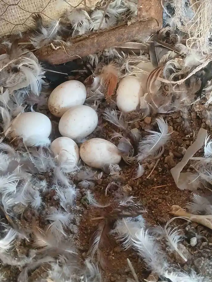 بط بكيني نادر يرجن علي البيض 2