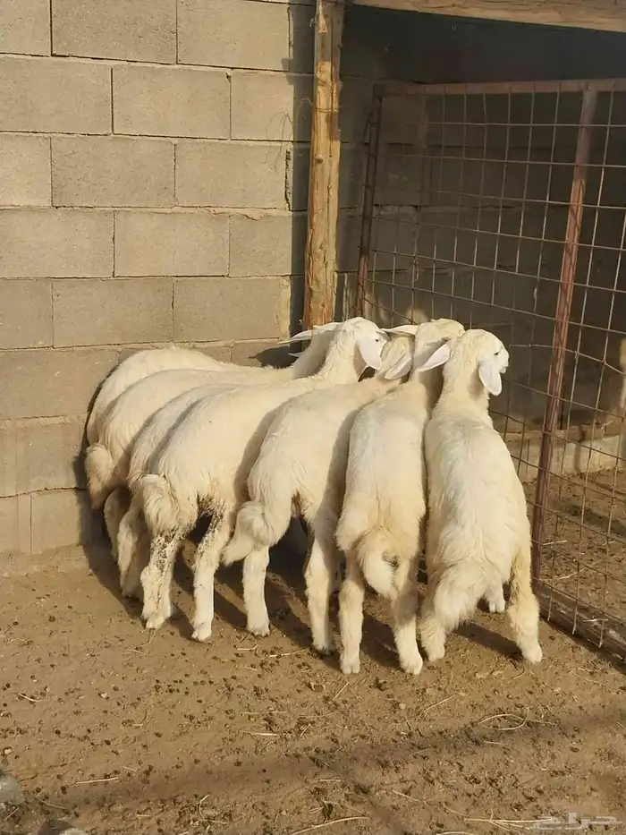 طليان و رخال حريه فل شحم. تم البيع 4