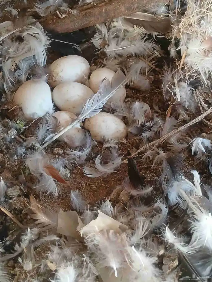 بط بكيني نادر يرجن علي البيض 1