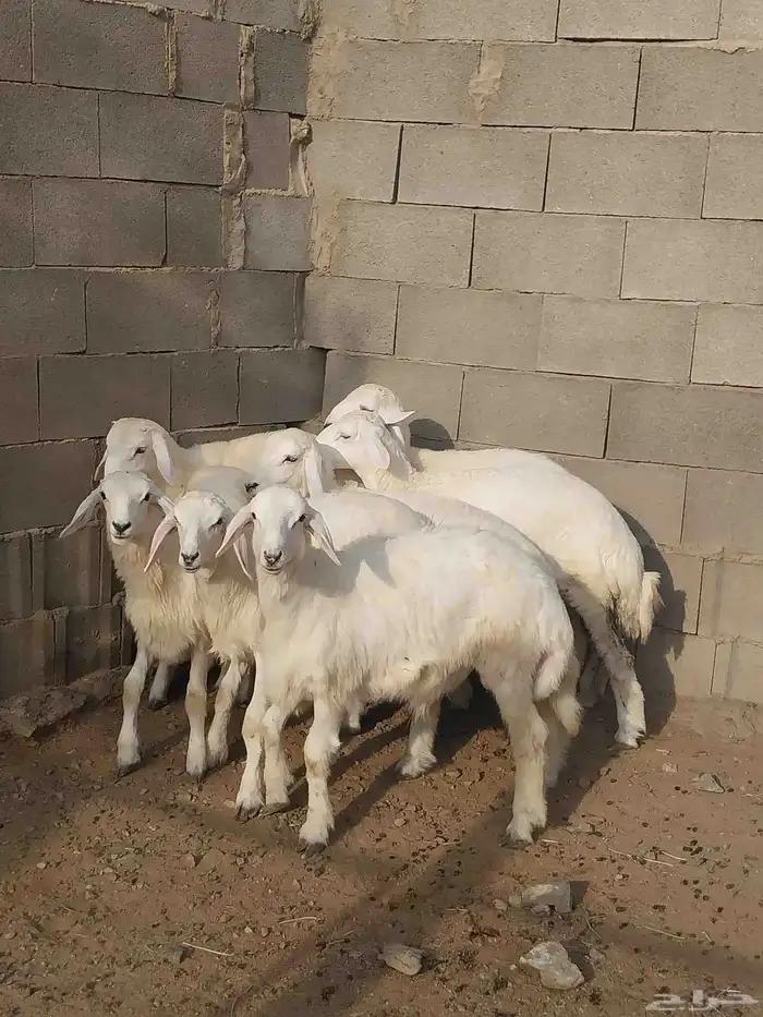 طليان و رخال حريه فل شحم. تم البيع 3