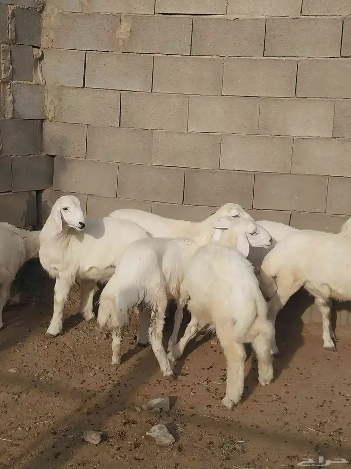 طليان و رخال حريه فل شحم. تم البيع 0