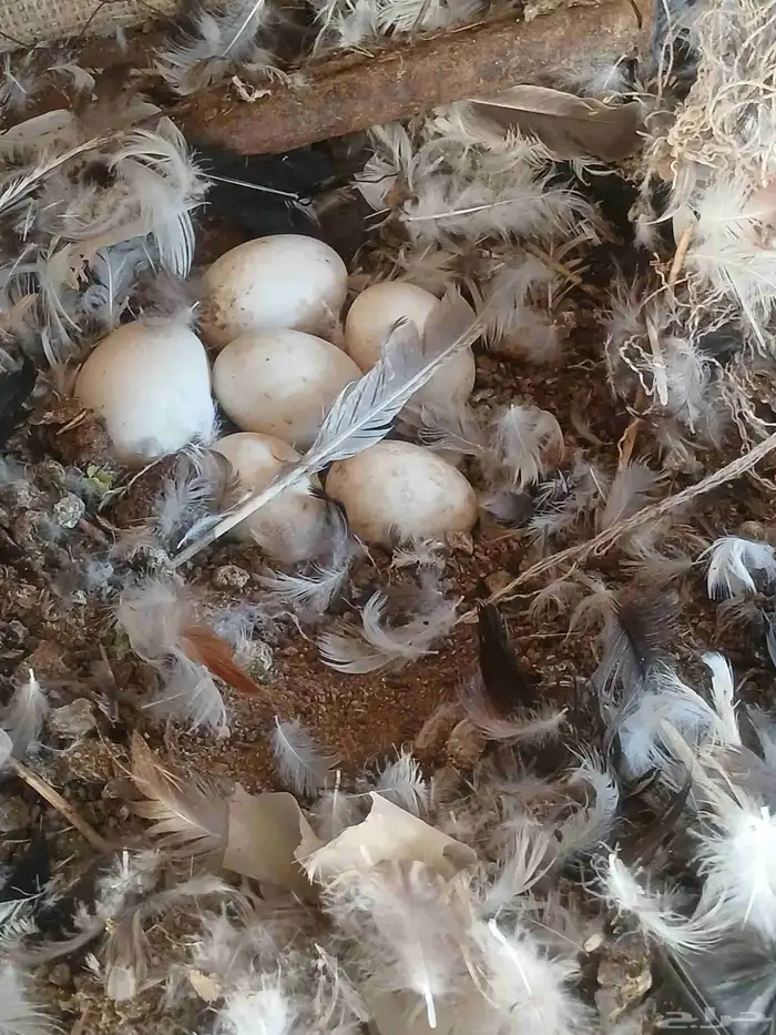 بط بكيني نادر يرجن علي البيض 0