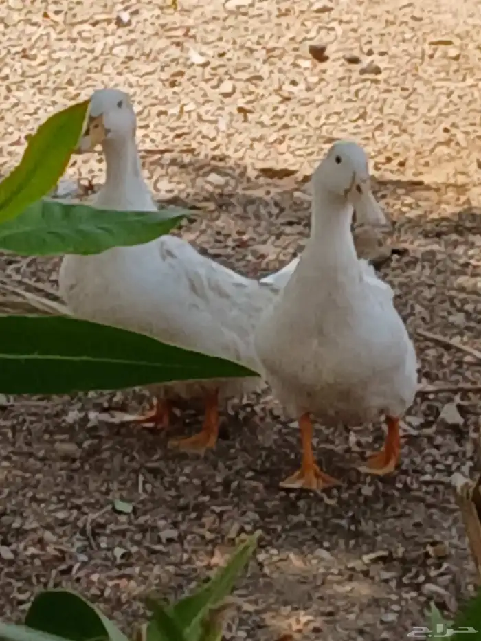بط بكيني نادر يرجن علي البيض 4