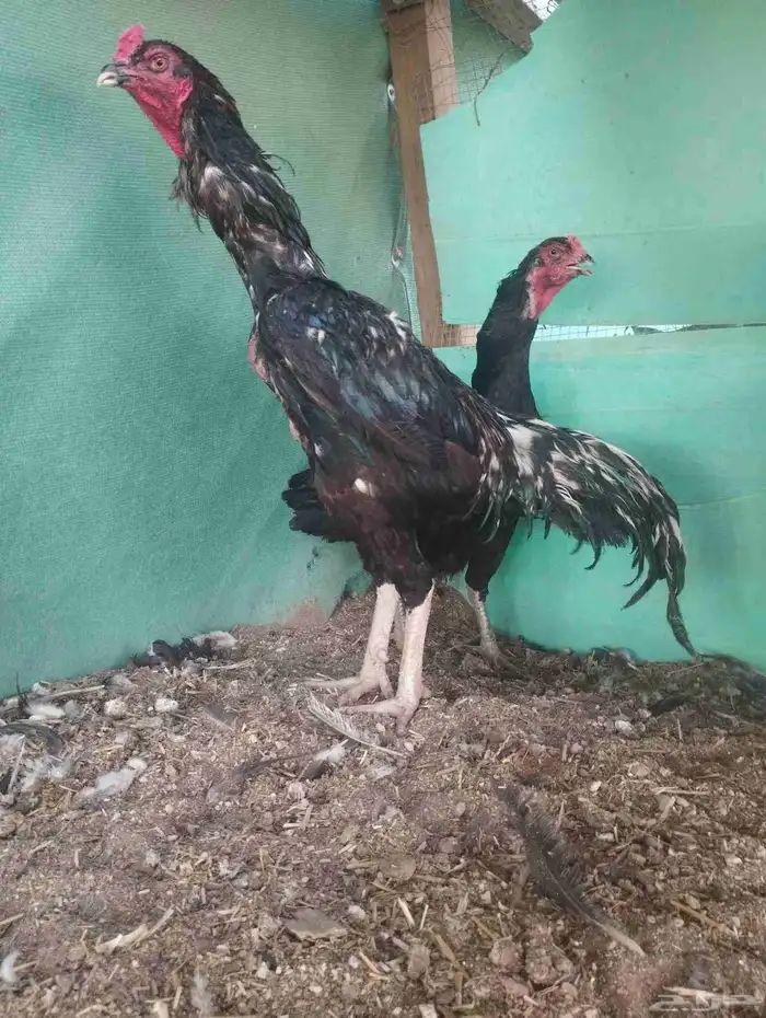 دجاج باكستاني أسود 7