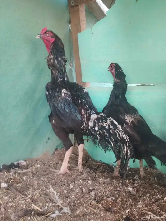 دجاج باكستاني أسود 8