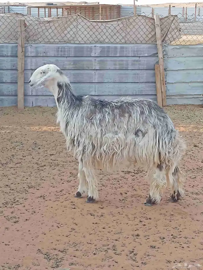 شاه نجديه ثنيه طيبه 3
