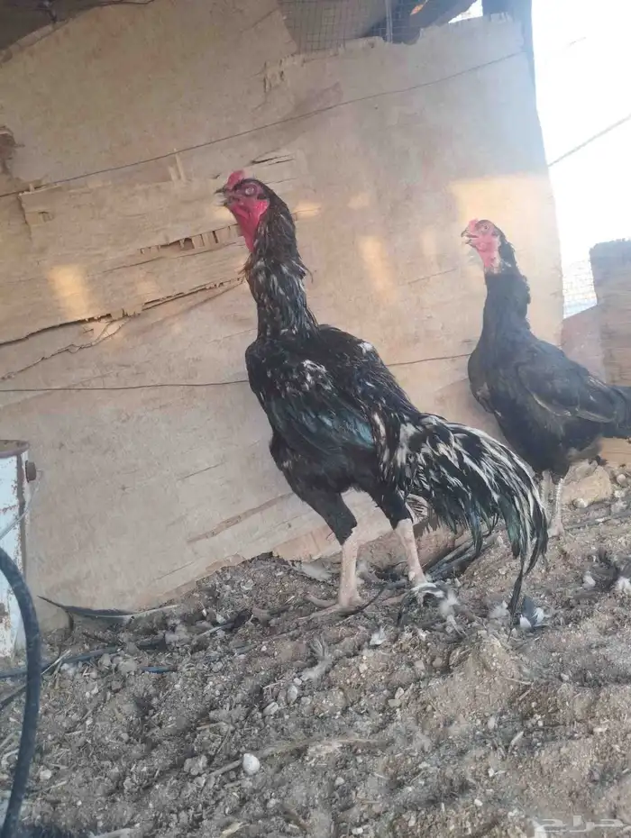 دجاج باكستاني أسود 0