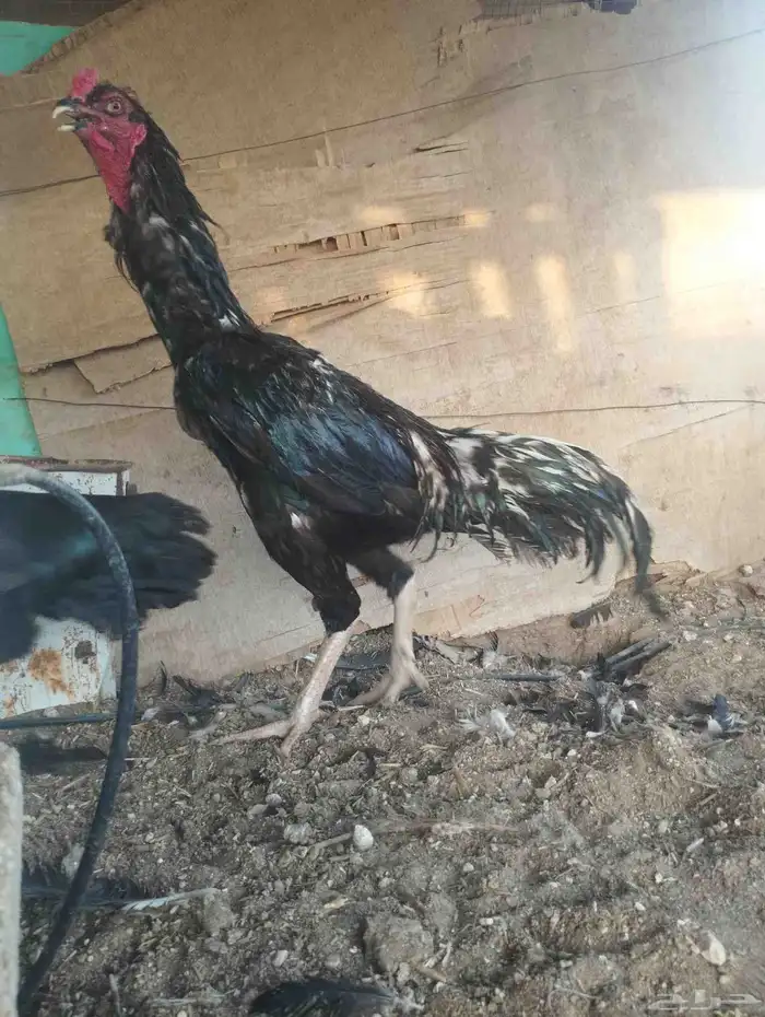 دجاج باكستاني أسود 2