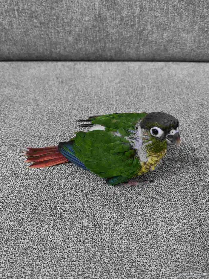 كنيور يلو سايد 1