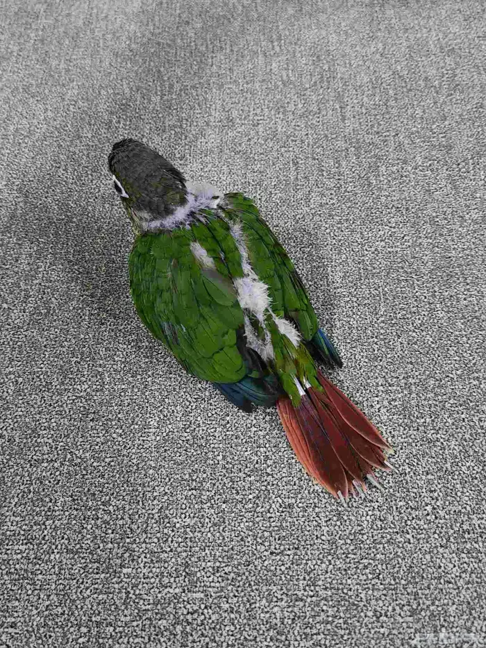 كنيور يلو سايد 2