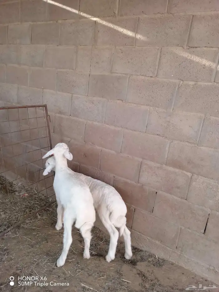 بهم حري ونعيم 1