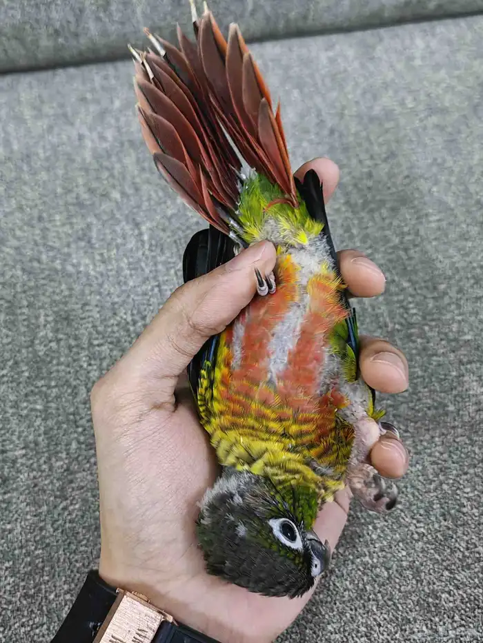 كنيور يلو سايد 3