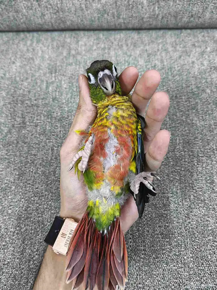 كنيور يلو سايد 0