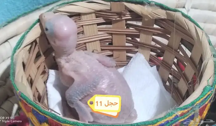 فروخ دره هندي انتاج محلي1447 2