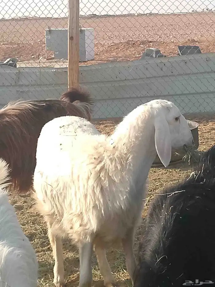طليان خمس للبيع 3